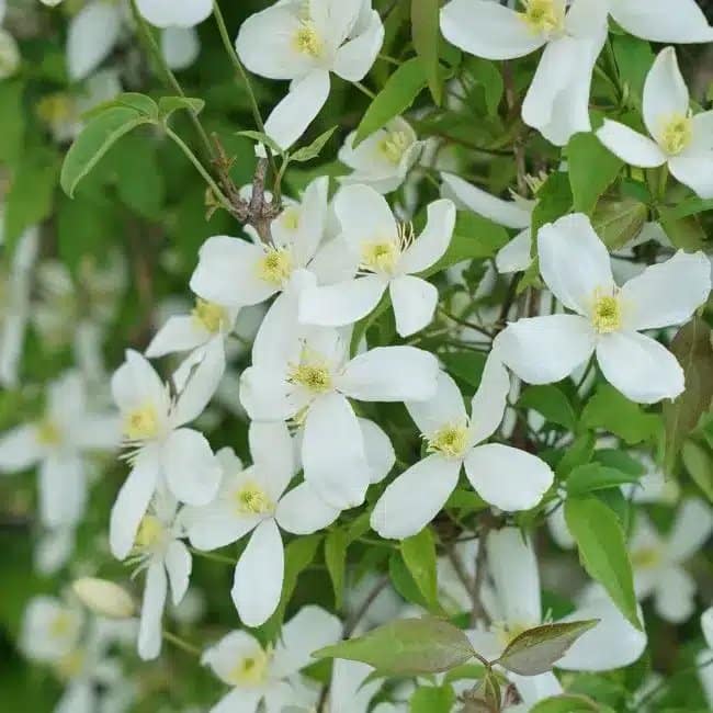 CLEMATIS montana 'Grandiflora' - Clématite 'Grandiflora' - Photo 3
