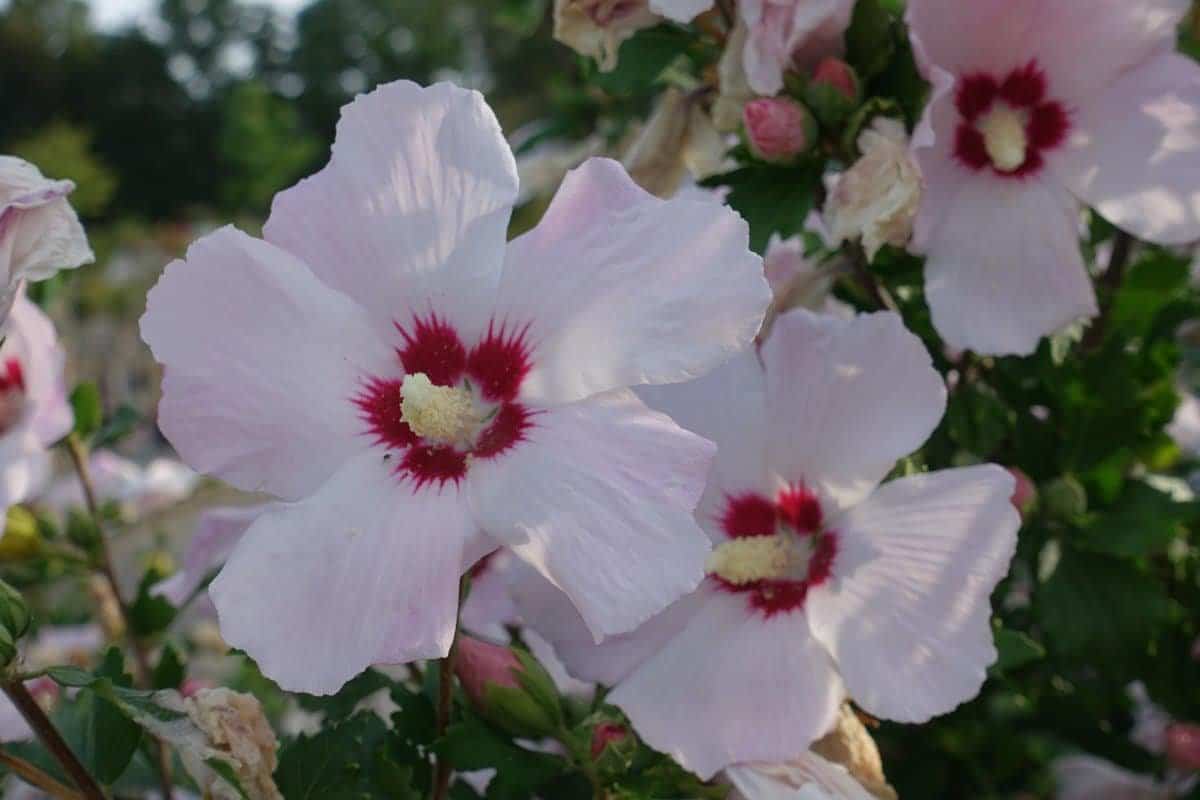 HIBISCUS syriacus ‘Red Heart’ / Mauve en arbre 'Red Heart' - Photo 2