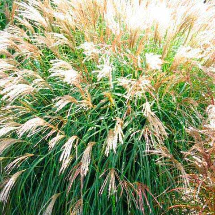 MISCANTHUS SIN. 'ADAGIO' / Roseau de Chine - Photo 1