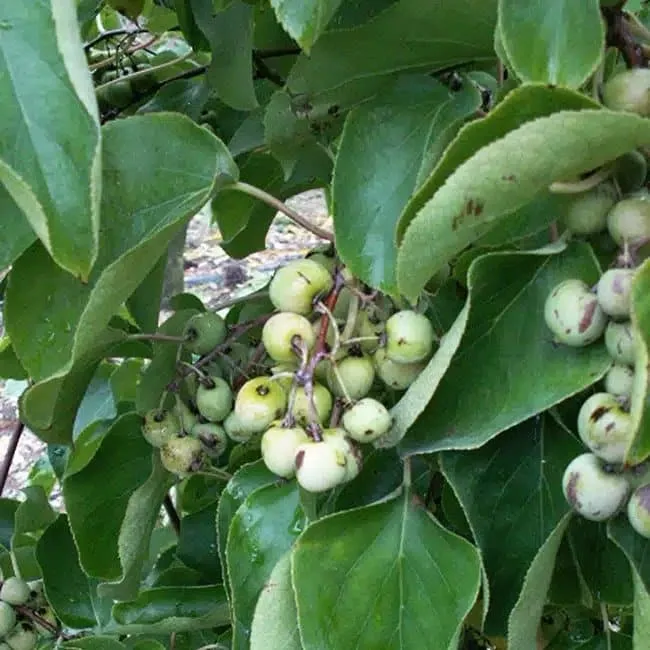 Kiwaï femelle à fruits verts - actinidia arguta