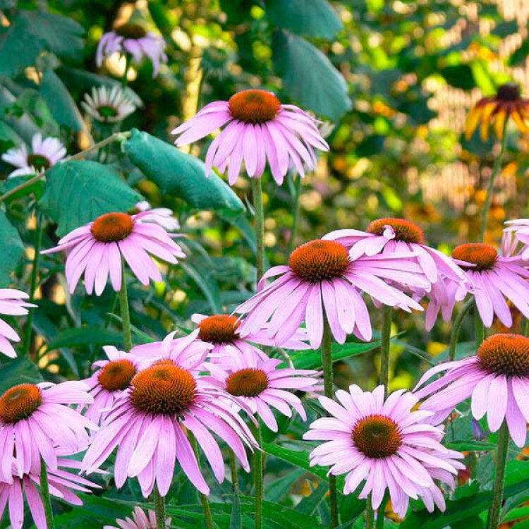ECHINACEA ANGUSTIFOLIA / Echinacée à feuilles étroites - Photo 1