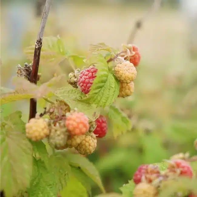 Framboisier remontant 'Versailles' - rubus idaeus - Photo 1