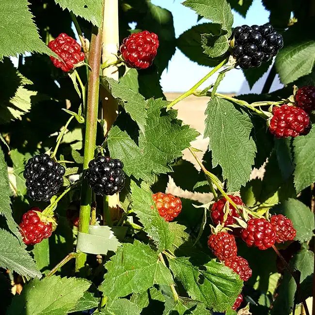Mûre 'Thornfree'- rubus fruticosus - Photo 3