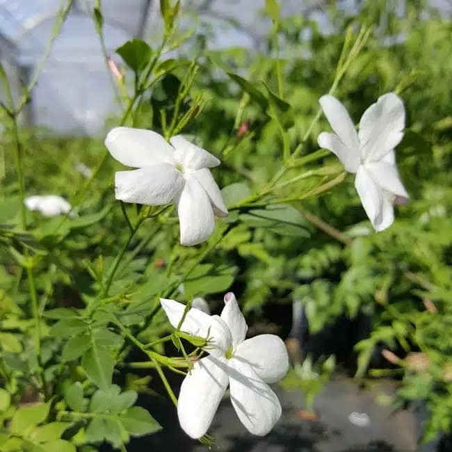 Jasmin de Grasse - jasminum grandiflorum - Photo 3
