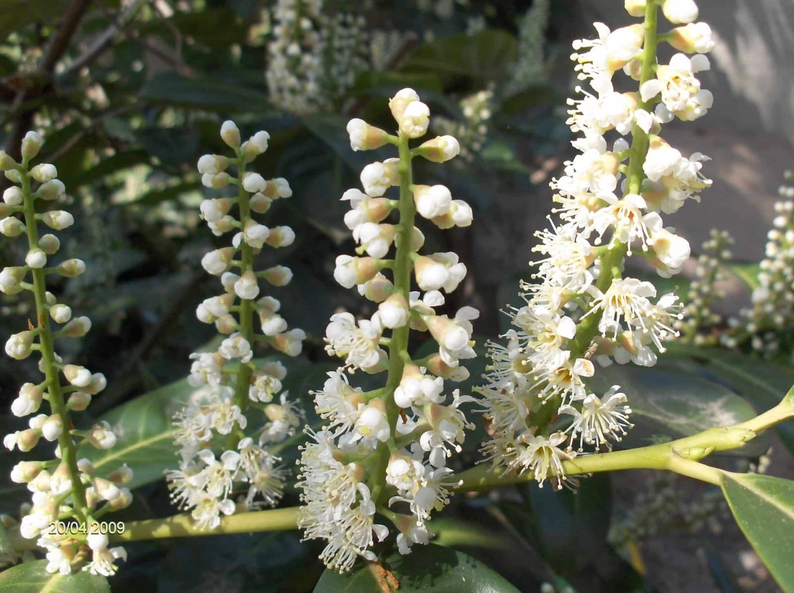 PRUNUS laurocerasus ‘Zabaliana’ / Laurier-Cerise 'Zabeliana' - Photo 1