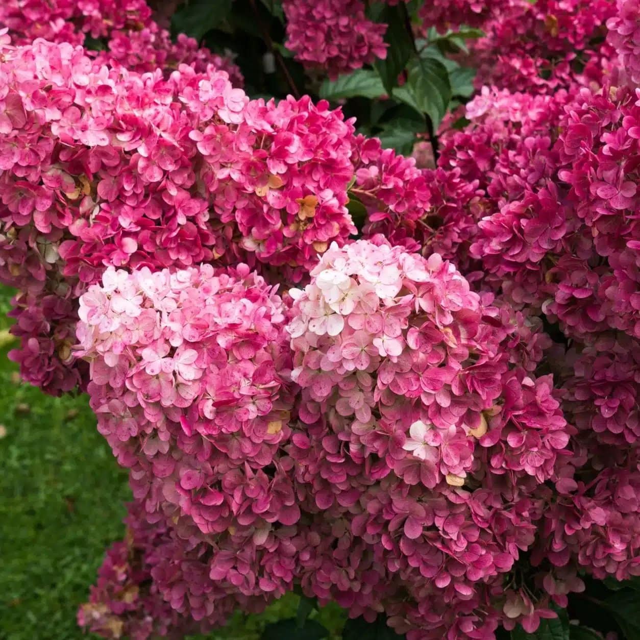 HYDRANGEA paniculata 'Pink Diamond' / Hortensia paniculata 'Pink diamond' - Photo 2