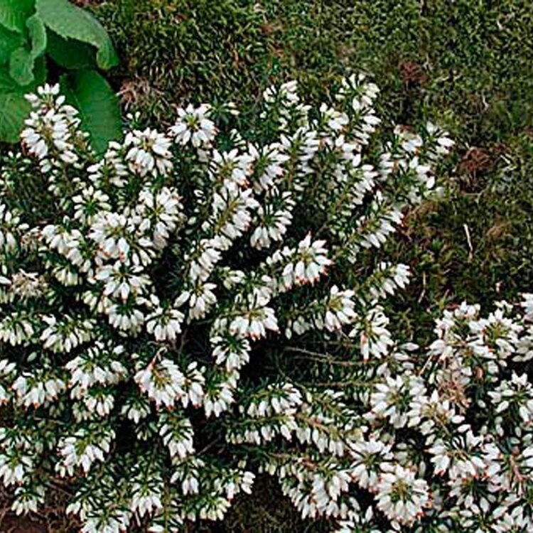 ERICA CARNEA 'ISABELL' / Bruyère des neiges - Photo 1