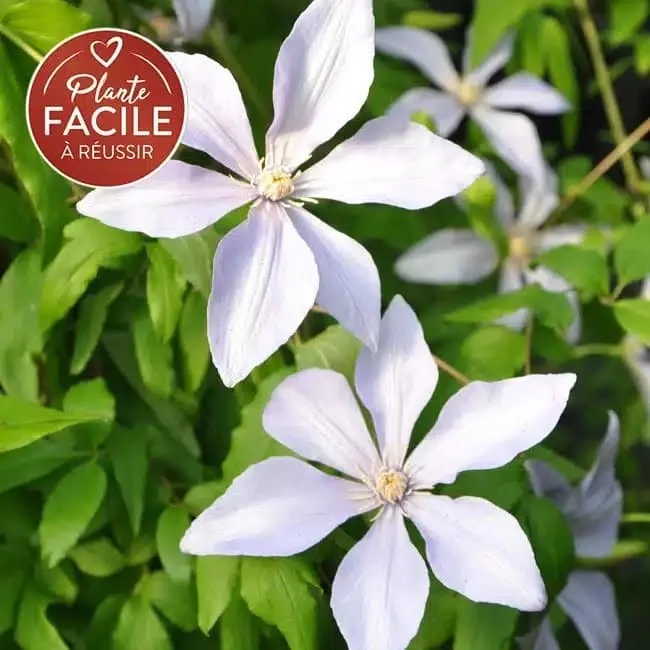 Clématite 'Sugar Sweet®' ('Scented Clem')