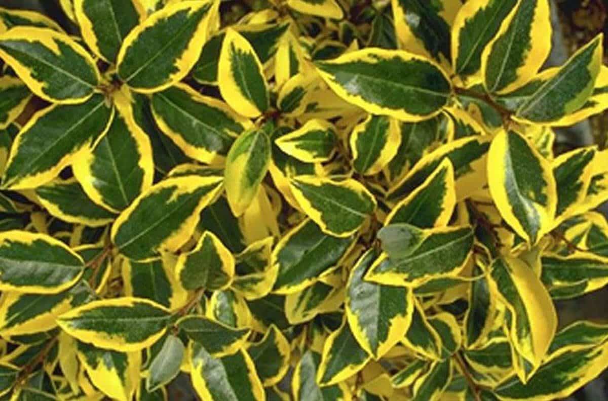 ELAEAGNUS x ebbingeii ‘Gilt Edge’ / Chalef 'Gilt Edge' - Photo 2