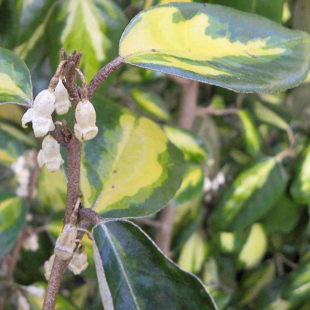 ELAEAGNUS x ebbingeii ‘Limelight’ / Chalef 'Limelight' - Photo 2