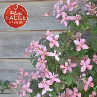 CLEMATIS montana 'Broughton Star' - Clématite 'Broughton Star' - Photo 1