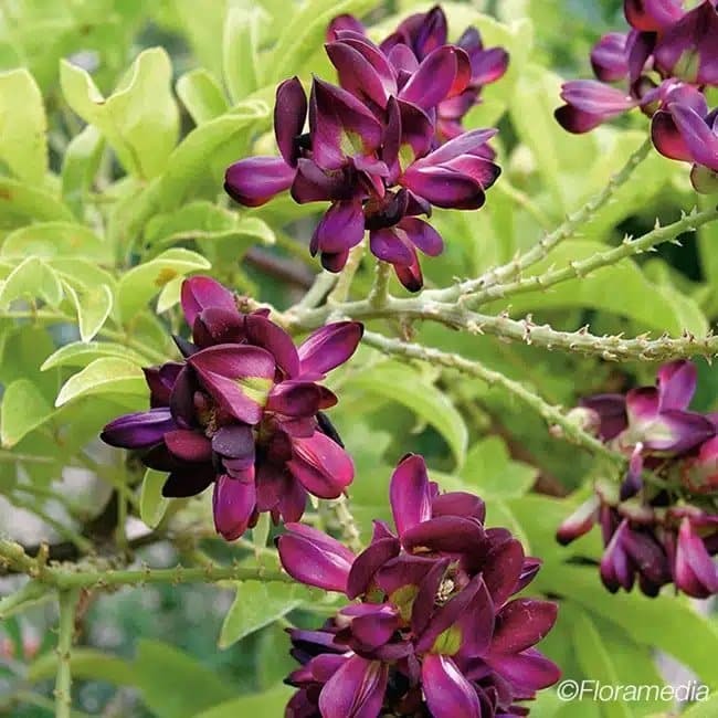 Glycine d'été - millettia japonica satsuma - Photo 1