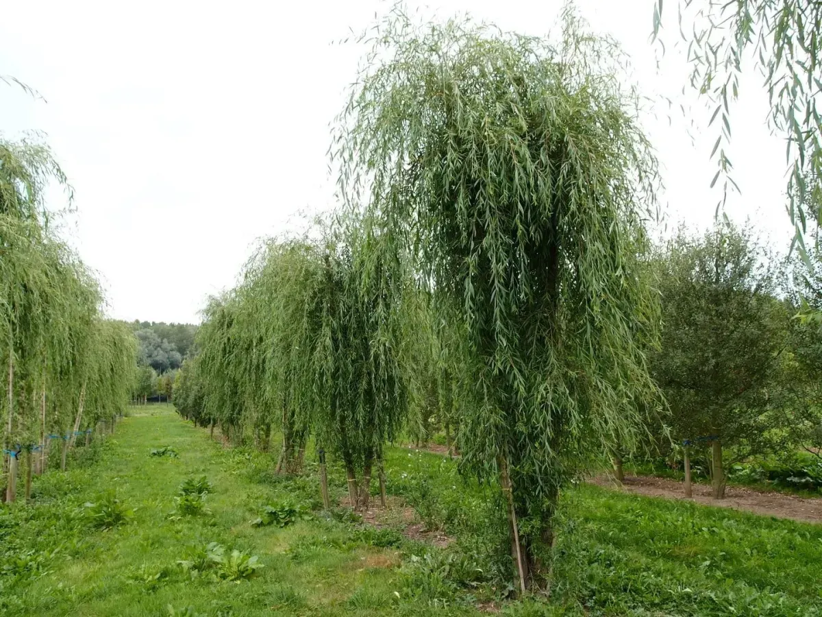 SALIX x sepulcralis ‘Chrysocoma’ / Saule pleureur - Photo 3
