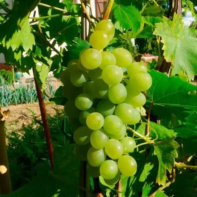 Vigne 'Ampelia® Perdin' - vitis vinifera