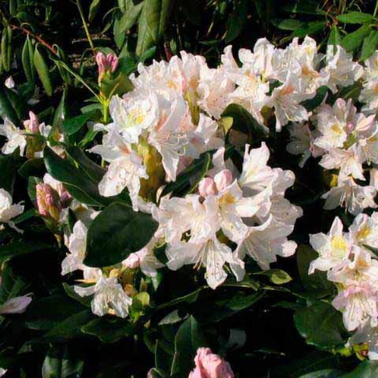 RHODODENDRON 'CUNNINGHAM'S WHITE' / Rhododendron 'Cunningham's White' - Photo 2