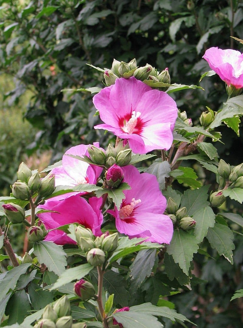HIBISCUS syriacus ‘Woodbridge’ / Mauve en arbre 'Woodbridge' - Photo 3