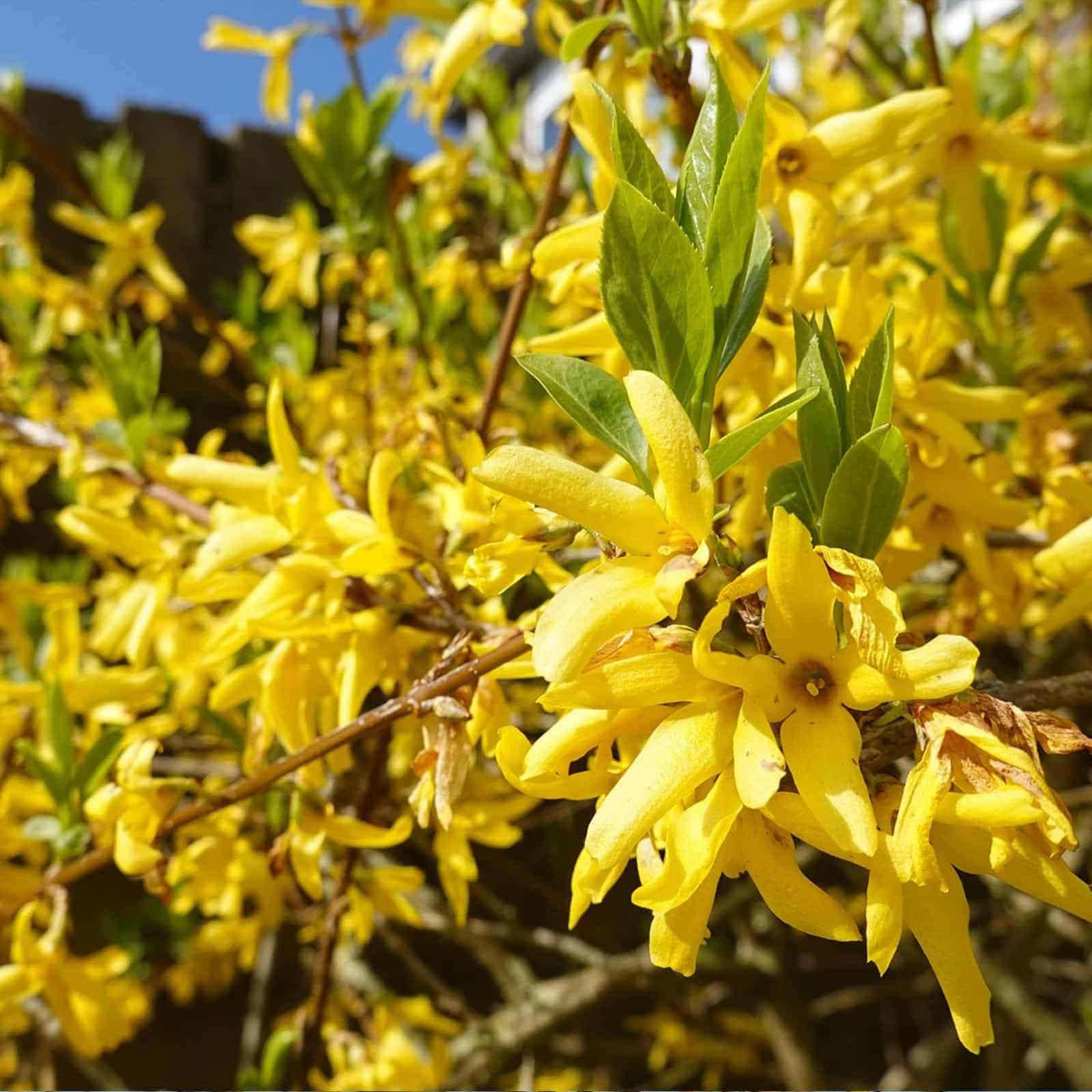 FORSYTHIA x intermedia ‘Lynwood’ / Forsythia - Photo 3