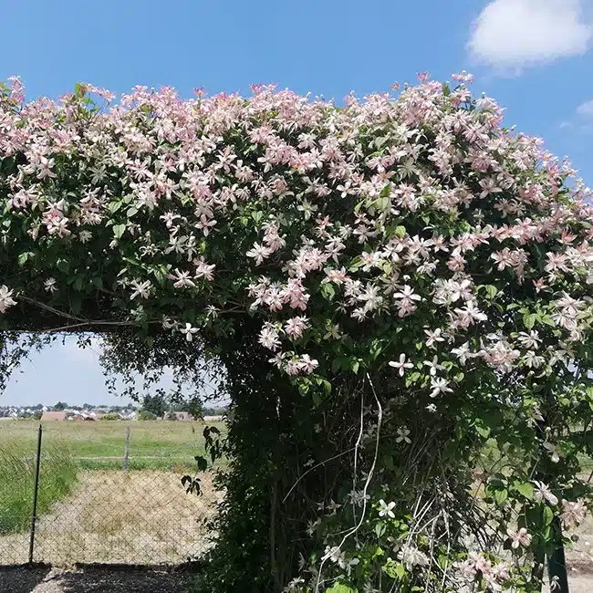 Clématite 'Marjorie' - clematis montana - Photo 2