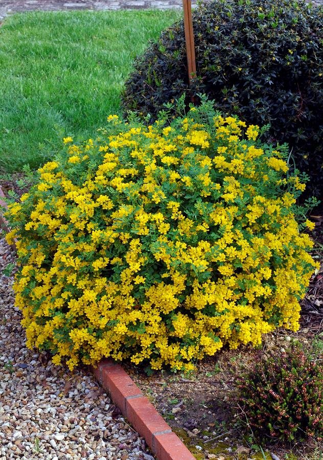 CORONILLA valentina glauca / Coronille glauque - Photo 3