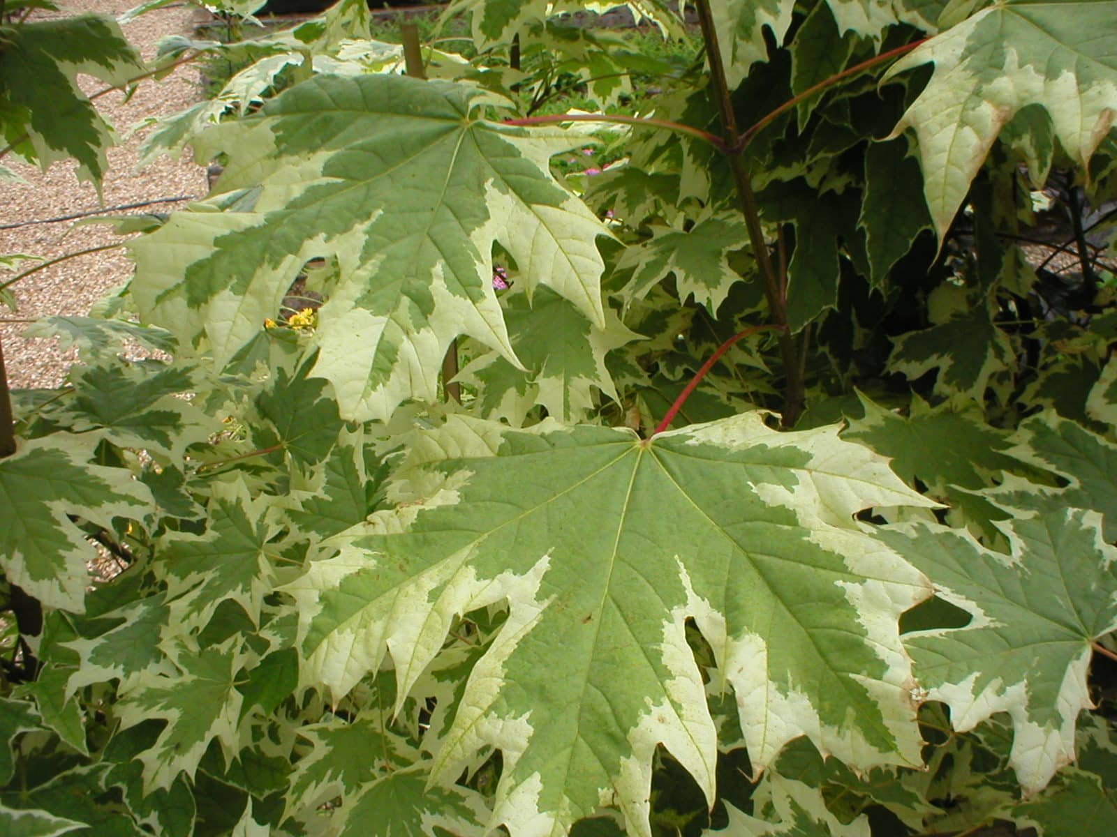 ACER platanoïdes ‘Drummondii’ / Érable plane panaché - Photo 3