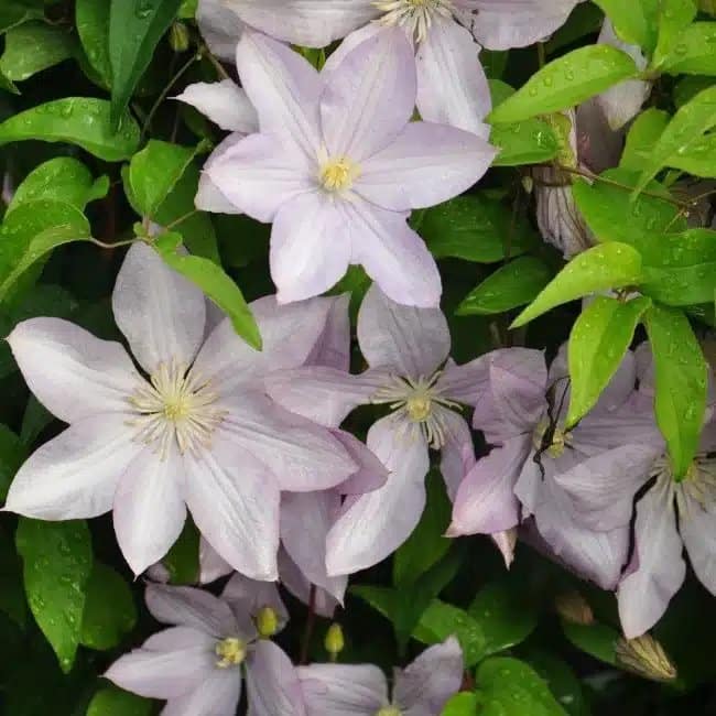 Clématite ‘Proteus’ à grandes fleurs doubles mauve - Photo 3