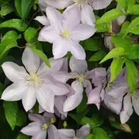 Clématite ‘Proteus’ à grandes fleurs doubles mauve - Photo 3