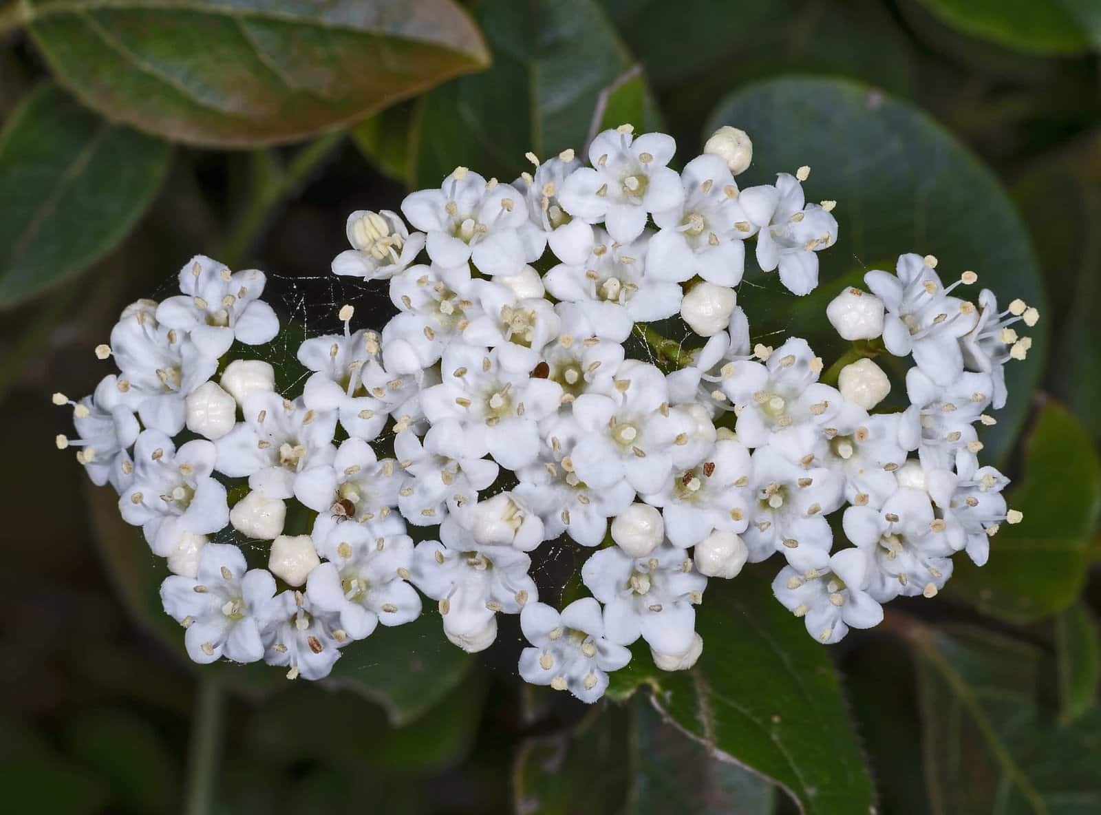 VIBURNUM tinus / Viorne tin, Laurier tin - Photo 1