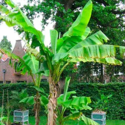 MUSA 'BASJO' / Bananier du Japon - Photo 1