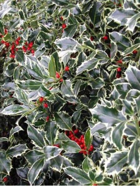 ILEX aquifolium ‘Argenteomarginata' / Houx commun panaché - Photo 3