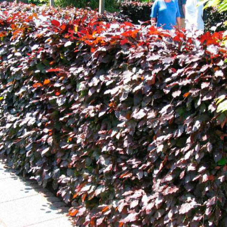 Fagus sylvatica 'Atropunicea' / Hêtre pourpre - Photo 3