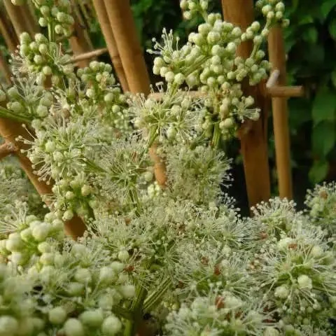 Renouée d'Aubert - polygonum aubertii