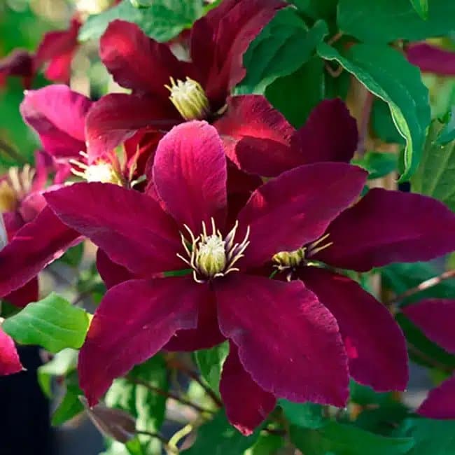 Clématite 'Niobe' - clematis - Photo 3