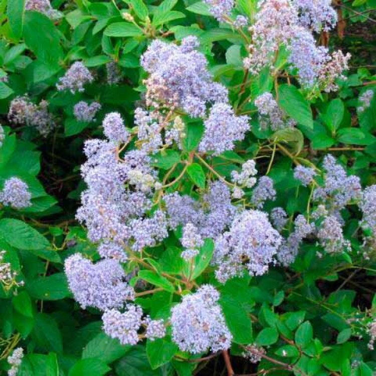 CEANOTHUS x delilianus ‘Gloire de Versailles’ / Céanothe 'Gloire de Versailles - Photo 1
