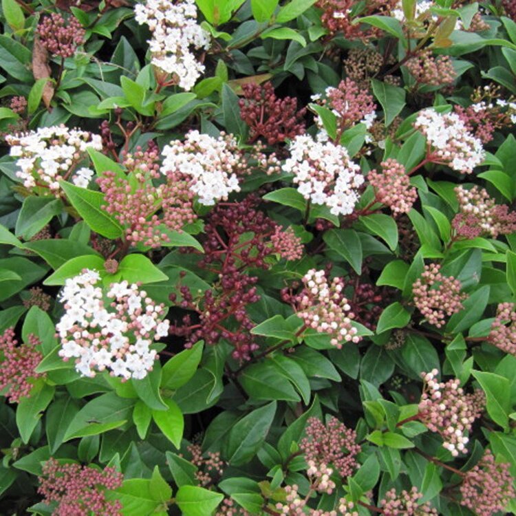 VIBURNUM TINUS 'SPIRIT' / Laurier-tin - Photo 1