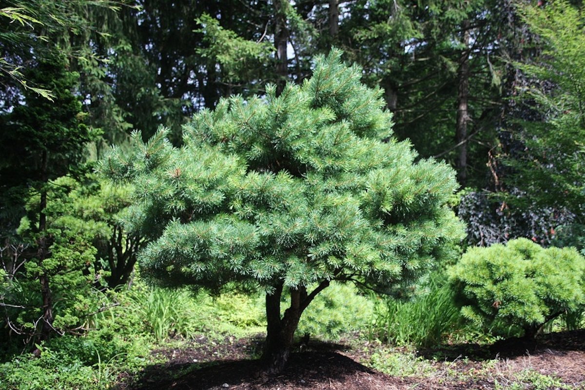PINUS sylvestris ‘Nana’ / Pin sylvestre 'Nana' - Photo 3