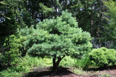 PINUS sylvestris ‘Nana’ / Pin sylvestre 'Nana' - Photo 3