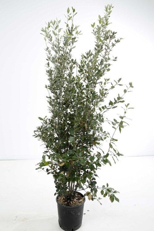 Quercus ilex / Chêne vert, Chêne Yeuse - Photo 2
