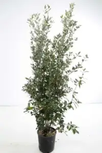Quercus ilex / Chêne vert, Chêne Yeuse - Photo 2
