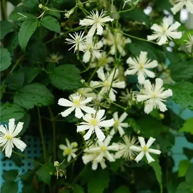 Clématite Vitalba - Clématite des Haies