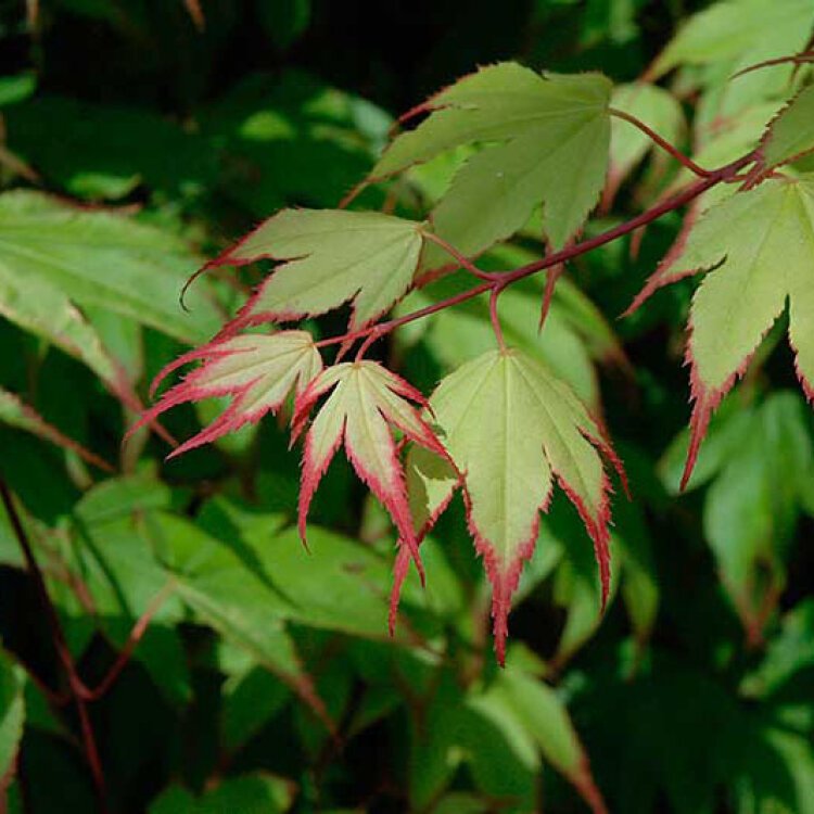 ACER PALM. 'ORANGE DREAM' / Érable japonais Orange Dream - Photo 1