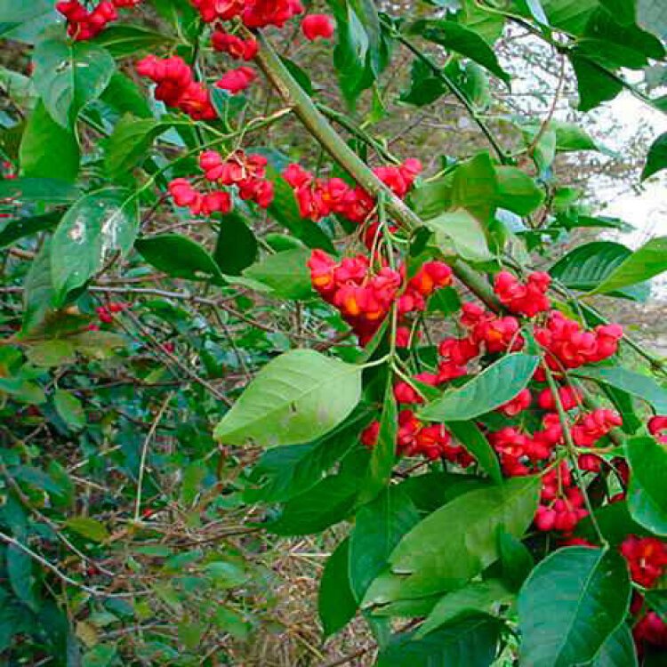 EUONYMUS europaeus - Photo 1