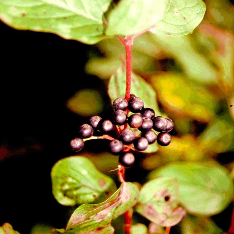CORNUS sanguinea / Cornouiller sanguin  - Photo 1