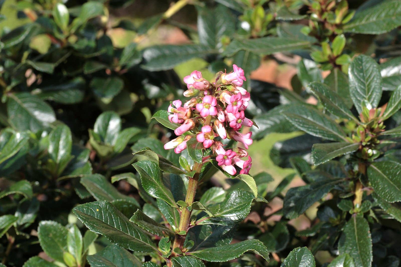 Escallonia rubra macrantha / Escallonia à grandes fleurs - Photo 2