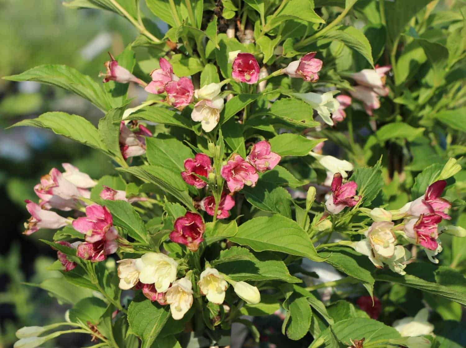 WEIGELA ‘Marjorie’ / Weigela 'Marjorie' - Photo 3