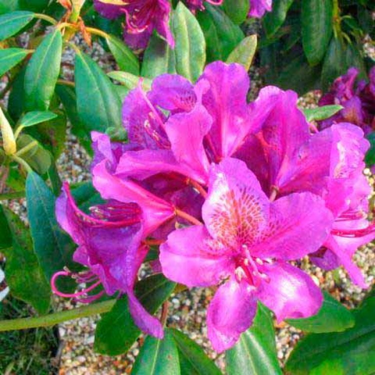 RHODODENDRON 'MARCEL MENARD' / Rhododendron 'Marcel Menard' - Photo 1