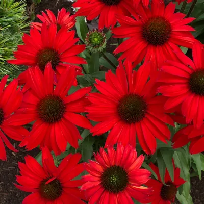 ECHINACEA PURP. 'RED PEARL'® / Échinacée pourpre rouge