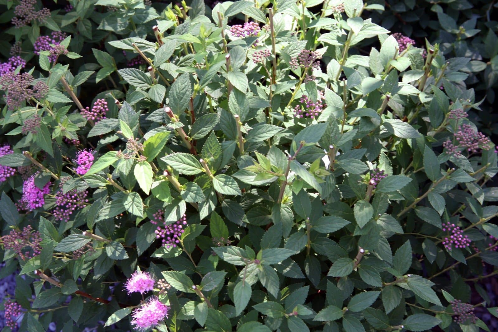 SPIRAEA japonica ‘Little princess’ / Spirée japonaise 'Little Princess' - Photo 2