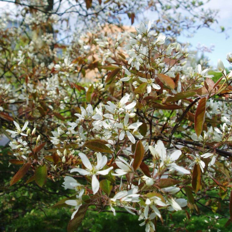 AMELANCHIER lamarckii / Amélanchier de Lamarck - Photo 2