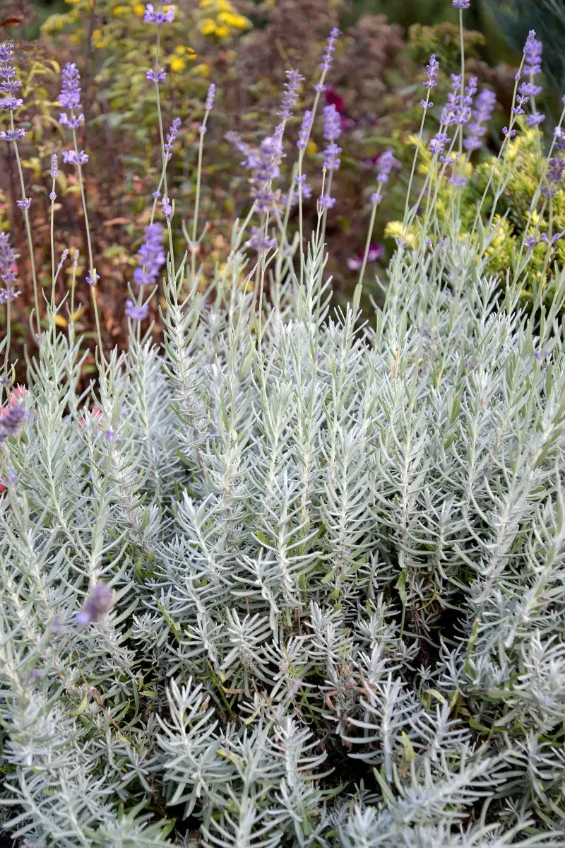 Lavandula x 'Richard Grey' / Lavande officinale - Photo 2