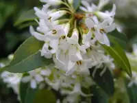 OSMANTHUS x burkwoodii / Osmanthe de Burkwood - Photo 2